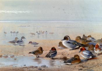 阿奇博爾德 索伯恩 Pintail Teal And Wigeon On The Seashore